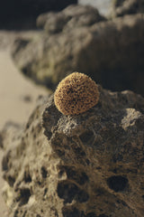 Golden Honeycomb Natural Sea Sponge Green Clean Sustainable Beauty Kalymnos Island