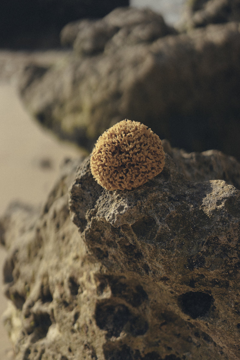 Golden Honeycomb Natural Sea Sponge Green Clean Sustainable Beauty Kalymnos Island